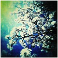 Blossoming