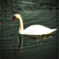 Swan